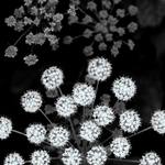 * * * zdroj vedomi * * *