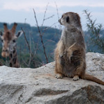 -= Nikdy nevis kdo Te sleduje =-