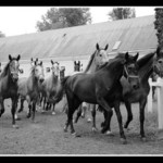 ještě jedna "Kladrubovka"