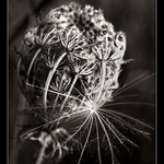 Co se děje v trávě I.