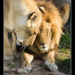 Lááskáá je lááskáááá...