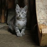 Pozor vyletí ptáček