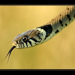 Užovka obyčajná (Natrix natrix)