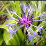 Mě se ta kytka prostě líbila!