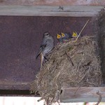 rehek zahradní na hnízdě