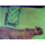 Pekný ďeň s mačičkou