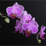 Orchidej