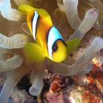 Bránící NEMO