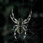 Jeden pavučinový zmatkář