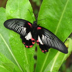 Motýl nebo můra :)