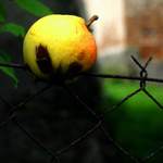 Hrusticka k nakousnuti