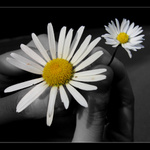 </b> //* kopretina </b>