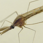 Prisera chlpata