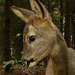 Mládí lesa