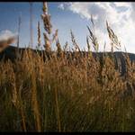 the bug view