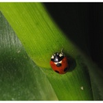 Beruška v kukuřici