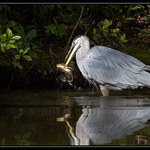 Great blue heron (volavka velká - Ardea herodias)
