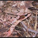 Malé supermaskovanie