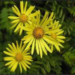 Spomienka na leto na Chopku