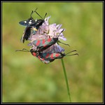 Bodkované stretnutie