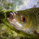 Oko chycené plotice