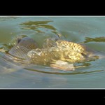 Synchronizované plavání