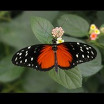 Heliconius hecale