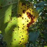 na půl léto, na půl podzim