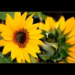 ***odvrácená tvář***