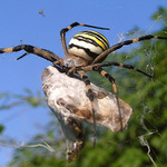Křižák pruhovaný (Argiope bruennichi)