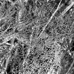 Abstrakce s rosou na pavučině