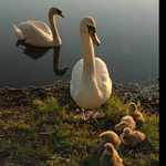 Zátiší s labutěmi