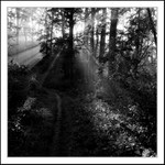 Návraty do veltruského parku IV.