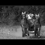 Vozatajské závody.