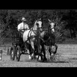 Vozatajské závody.