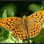 Perleťovec stříbropásek