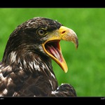 <b>rozzlobený...</b>