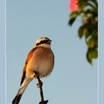 Poslední sluneční paprsky...