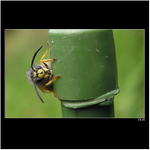 *** špindíra Mařenka ***