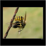 *** kterak Mařenka na plotě muchu žrala ***