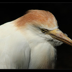 <B>.: Sad Bird :.</B>