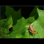 <B>.:Kam čumíš koníku?:.</B>