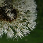 Filigrán z ranní mlhy