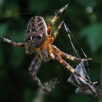 Nožičky si dojím později