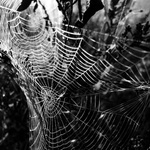 Sítě v pelyňkovém světě