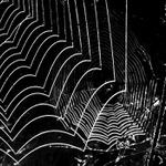 Jiné sítě v pelyňkovém světě