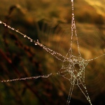 Ještě jiné sítě v pelyňkovém světě