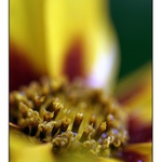 Světélkující .....