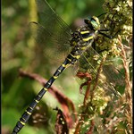 Páskovec kroužkovaný