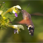 \"Český kolibřík\"